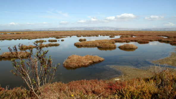 photo red tide in San Francisco Bay Area late summer, 2022 which cause a high number of fish deaths | Embarcadero Media file, credit Veronica Weber