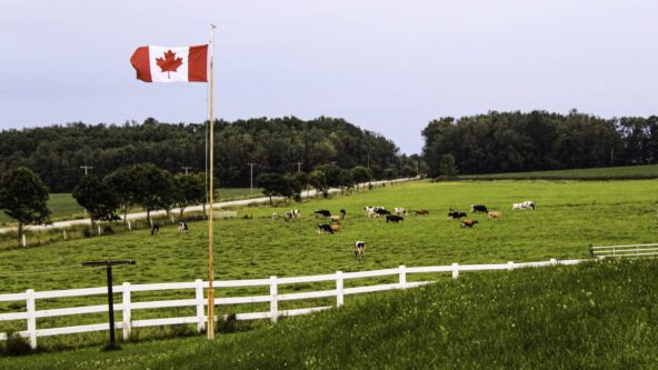 photo Canadian flag flies over cows & a dairy farm | credit Alycia Walker