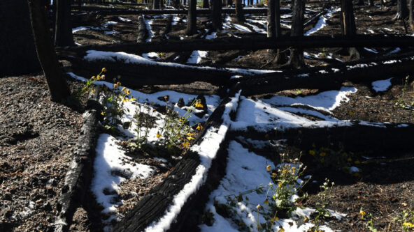 photo Cameron Peak fire burn scar in Colorado with some snowpack between felled and burnt trees; credit RJ Sangosti for Media News Group via Denver Post