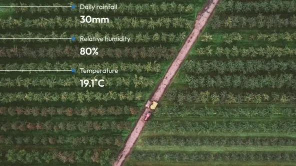 aerial photo of a farm with a diagonal path cuts through rows of trees: data callouts for 