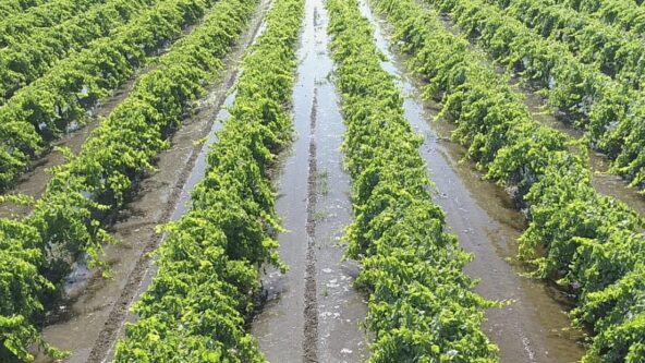 photo of irrigated grape vines | credit McMullin Area Groundwater Sustainability Agency (MAGSA)