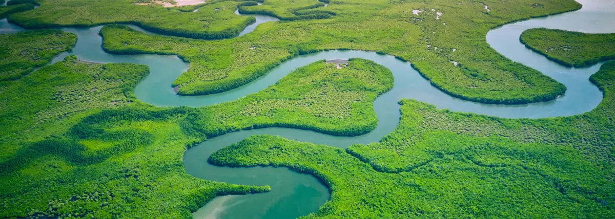 aerial photo of a blue serpentine river and bright green tree canopies