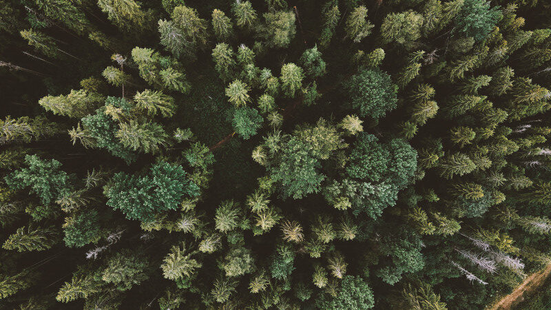 aereal photo of forest of evergreen trees | photo credit olena sergienko via unsplash