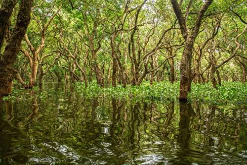 photo of mangrove forest amid water, an example of natural protection from severe weather events